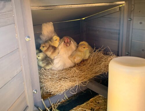 Operation: Chick Adopt = Success!