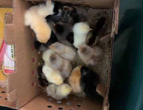 Operation: Chick Adoption
